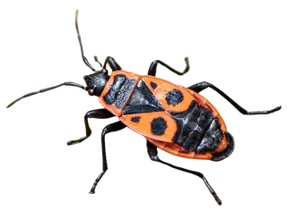 Illustration d’un gendarme, une punaise rouge et noire.