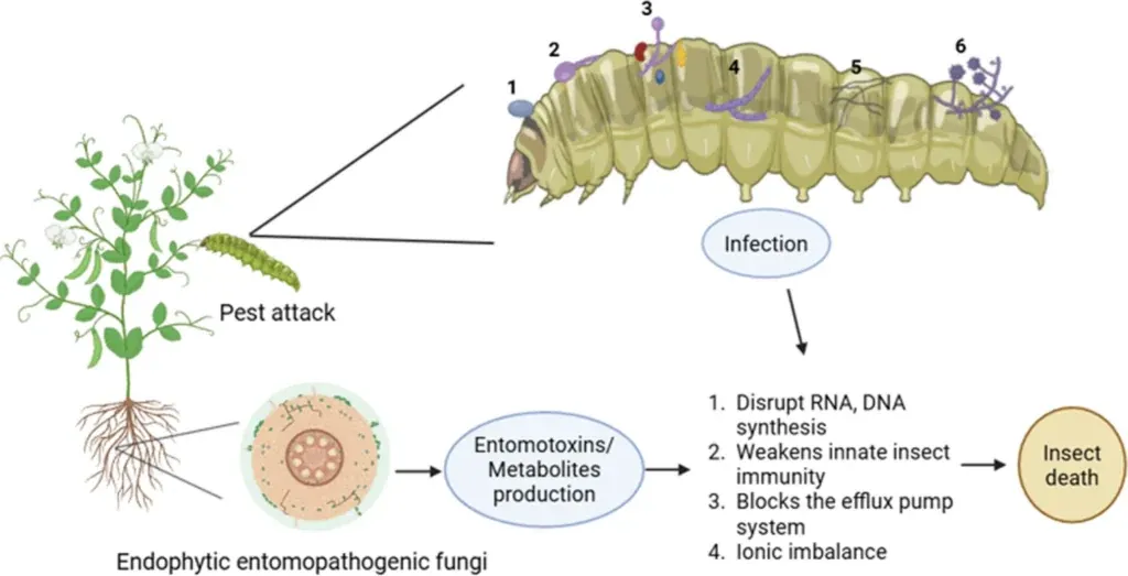 Schéma : des champignons endophytes produisent des toxines qui affaiblissent la chenille qui attaque la plante.