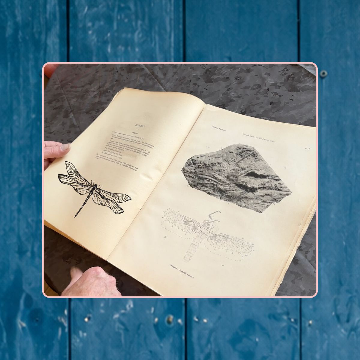 Un ancien ouvrage de paléontologie ouvert sur des planches de libellules fossiles.