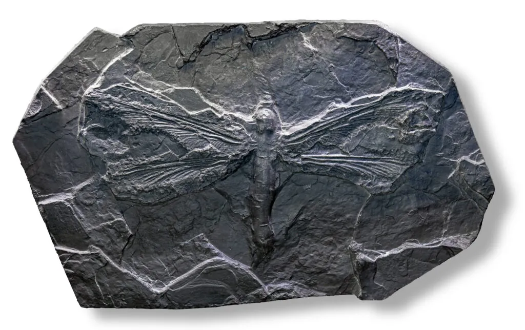 Fossile de Meganeura monyi exposé au Muséum de Toulouse.