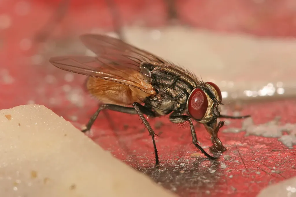 Gros plan d’une mouche domestique (Musca domestica).