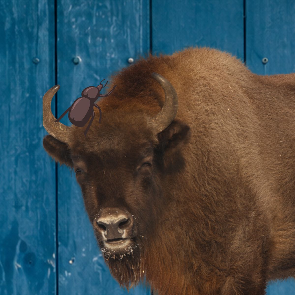 Un bison d’Europe portant un scarabée sur la tête.