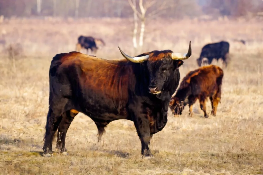 Aurochs reconstitués pâturant dans une prairie à Milovice, en République tchèque.