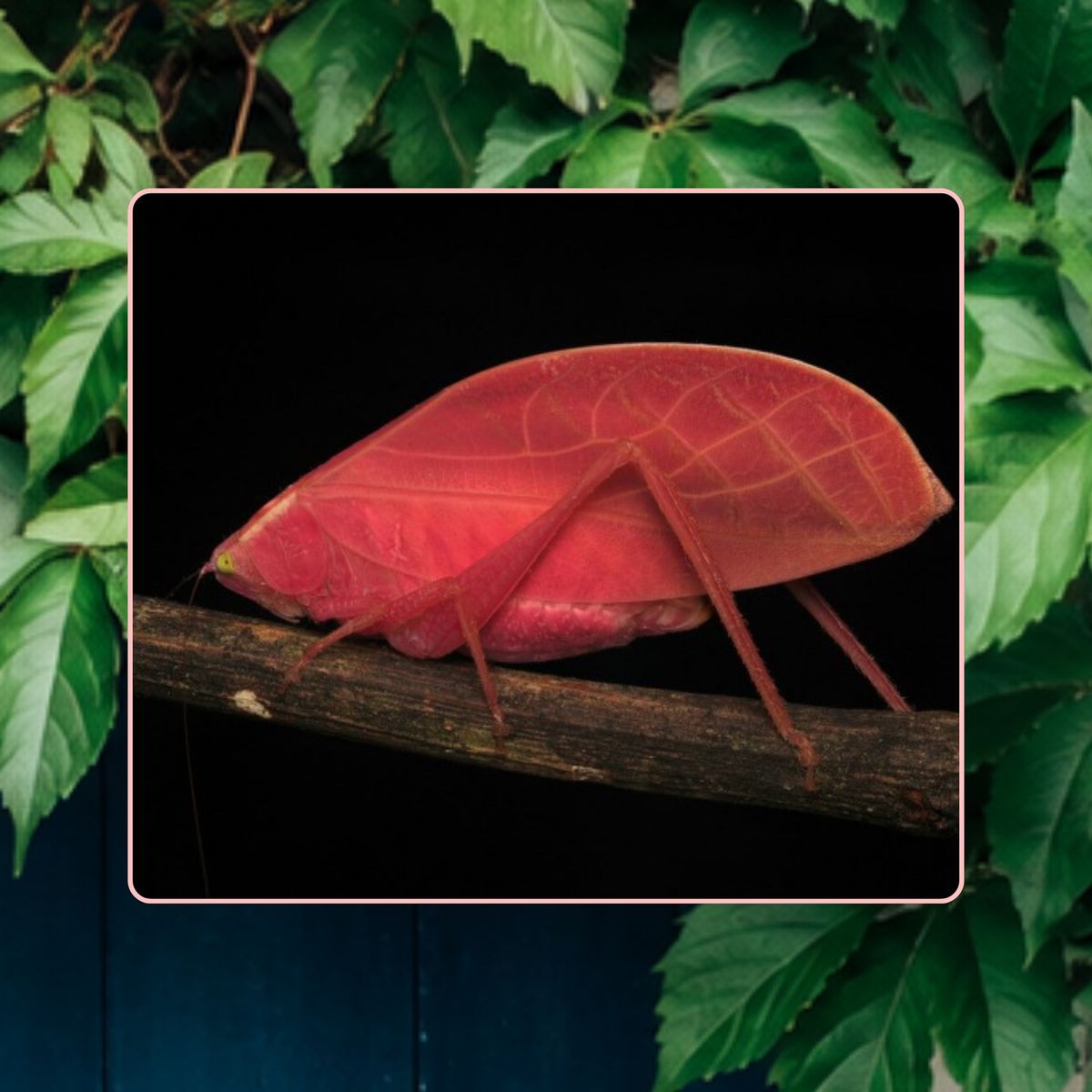 Une sauterelle rose vif posée sur une branche, sur fond noir.