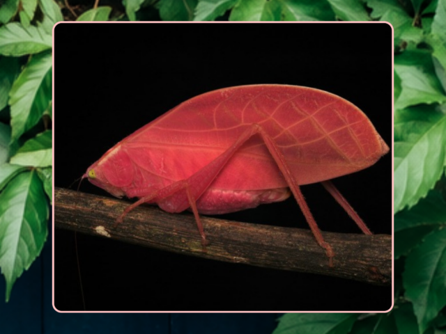 Une sauterelle rose bonbon qui vire au vert : quand le camouflage imite les feuilles qui grandissent