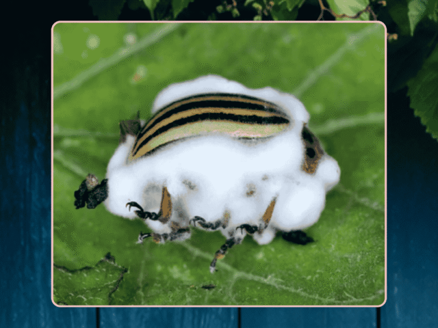 Ces champignons invisibles qui aident les plantes aux insectes